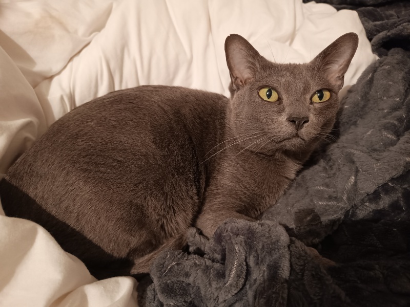 Thread 50 Sunak: Civil war, what civil war?