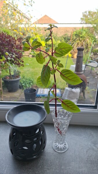 Just snapped an arm off my standard fuschia