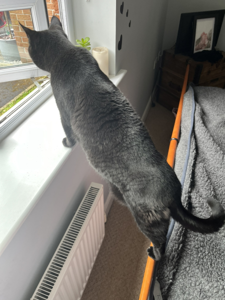 The One where TC moved to Scotland and joined the Excellent Cats