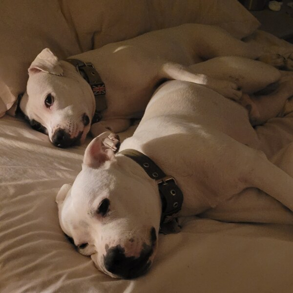 To ask how much your dog costs per month?