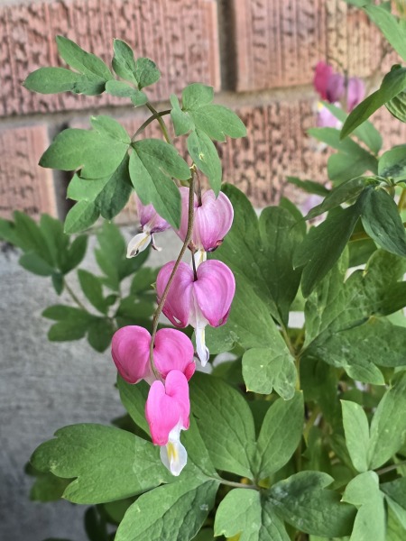 Sunshine, Flowers & Weddings ~ June Flylady thread