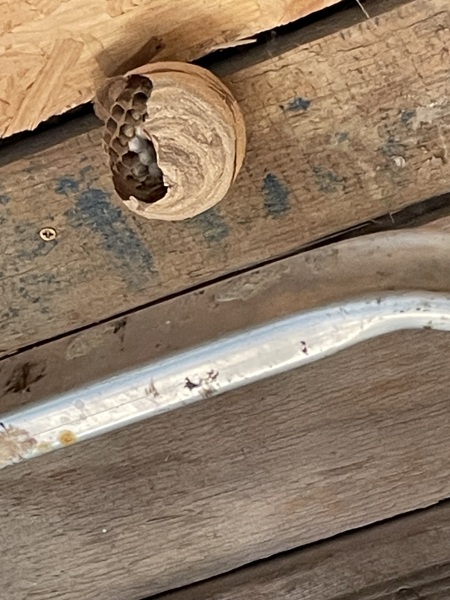Anyone know if this is a hornet or bees nest? Photos  included.