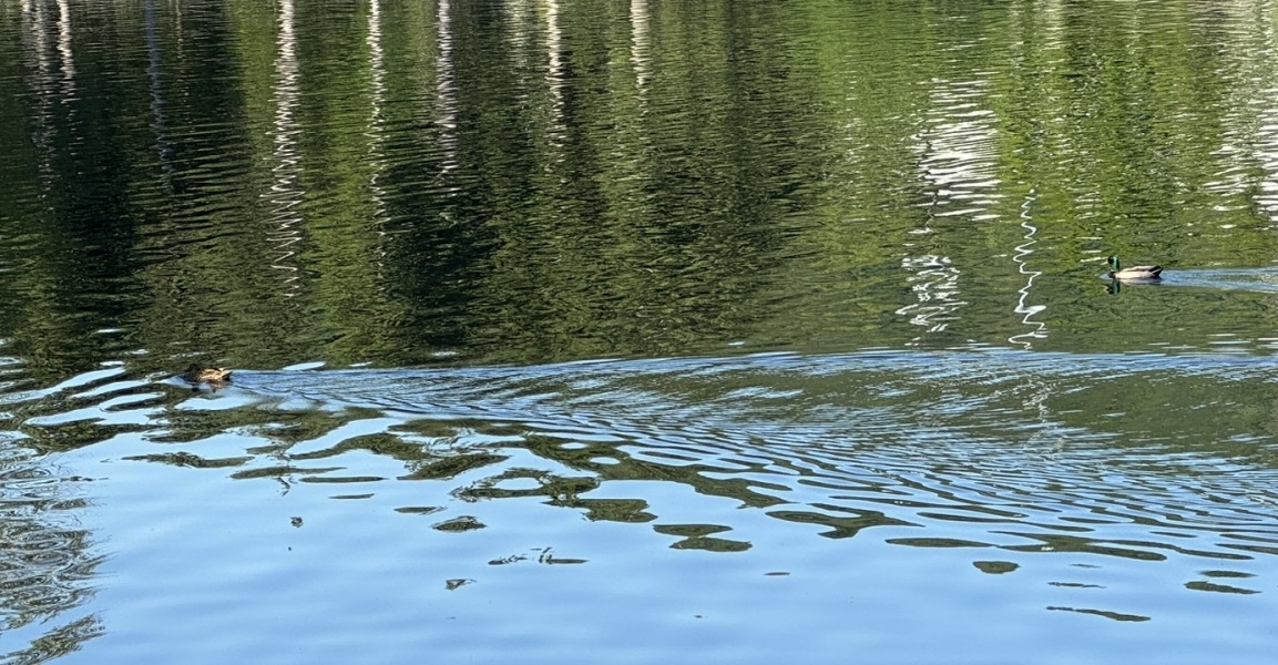 Come and tell me your dull and unexciting news 30: Calmly through the day