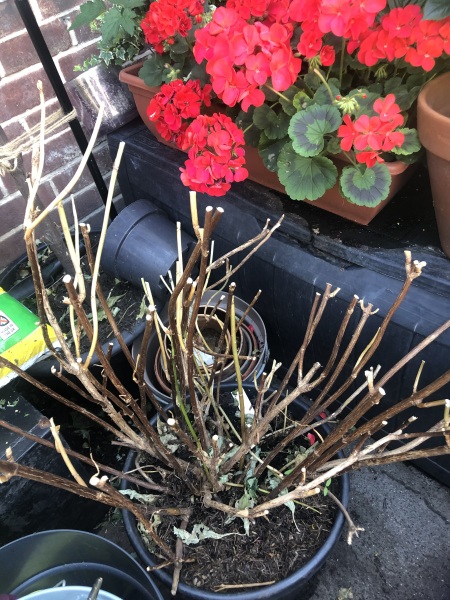 Help! Hydrangea Emilie menopause rescue please