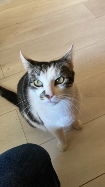 Thread 47 Sunak : The Ship of Fools sails on