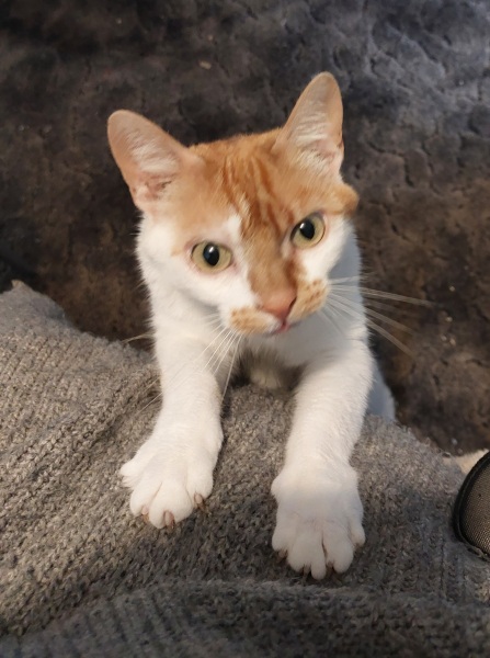 Thread 50 Sunak: Civil war, what civil war?