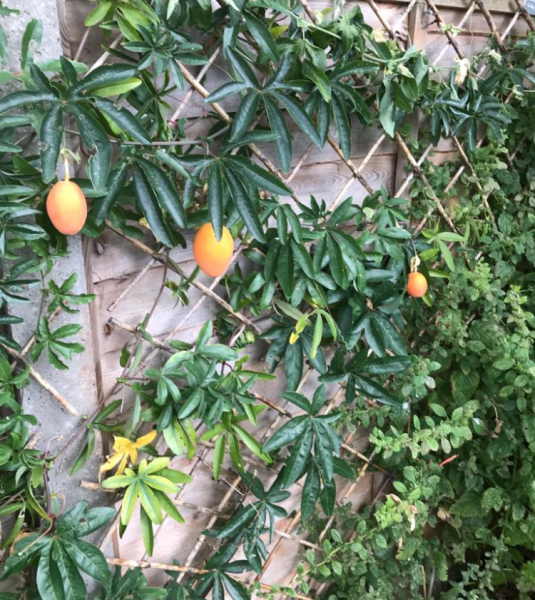 CF Next door killed our plant