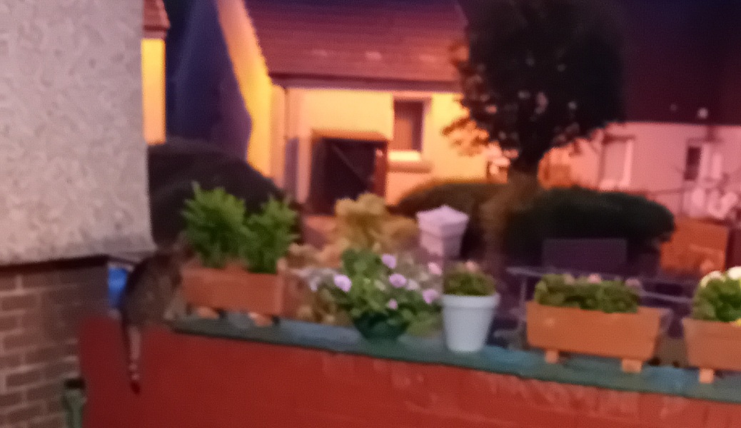 The One where TC moved to Scotland and joined the Excellent Cats