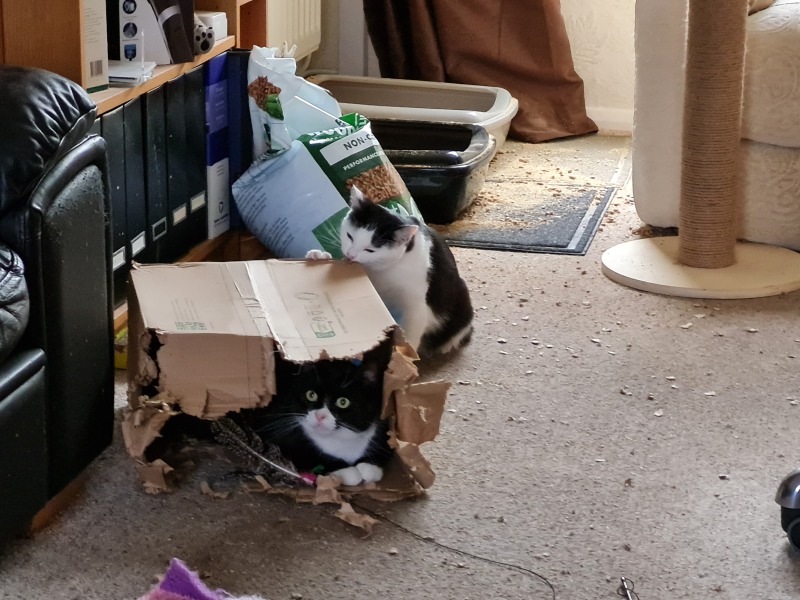 The One where TC moved to Scotland and joined the Excellent Cats