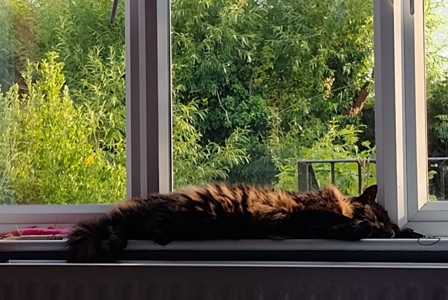 The One where TC moved to Scotland and joined the Excellent Cats