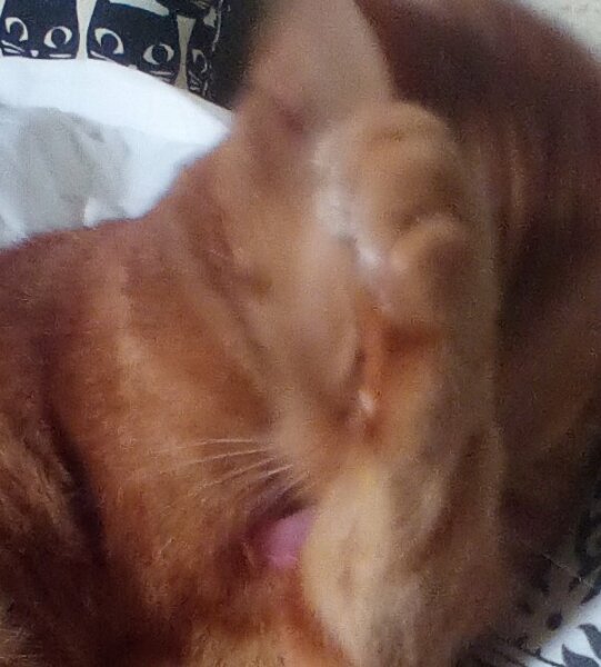 Cat dental extraction - reassure me please!