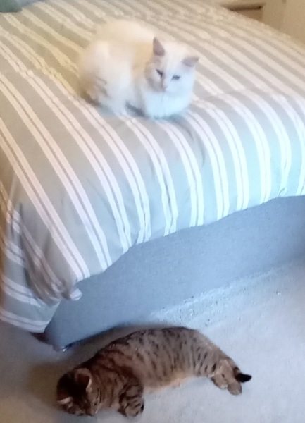 The One where TC moved to Scotland and joined the Excellent Cats