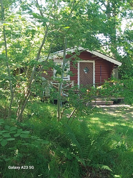 Thread 51 Sunak: A William Hill to die on