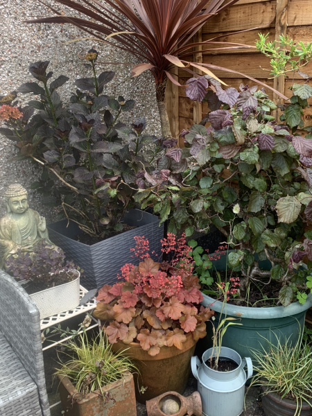 My Japanese Anemones are drooping!!