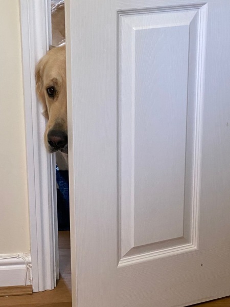 favourite thing your dog does?