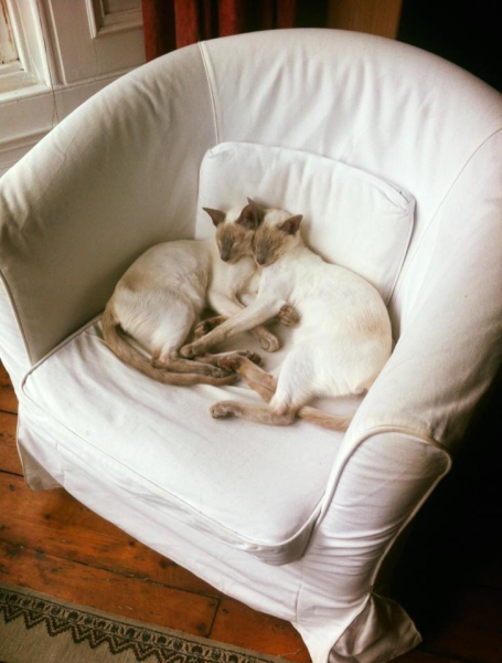 Thread 52 Sunak: The Final Countdown