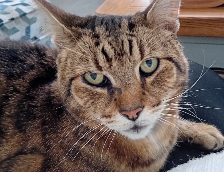 The One where TC moved to Scotland and joined the Excellent Cats