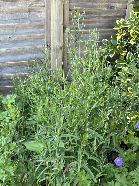 Plant ID