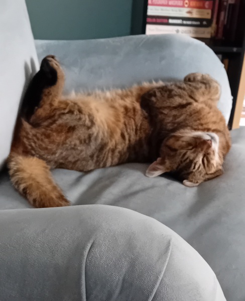 The One where TC moved to Scotland and joined the Excellent Cats