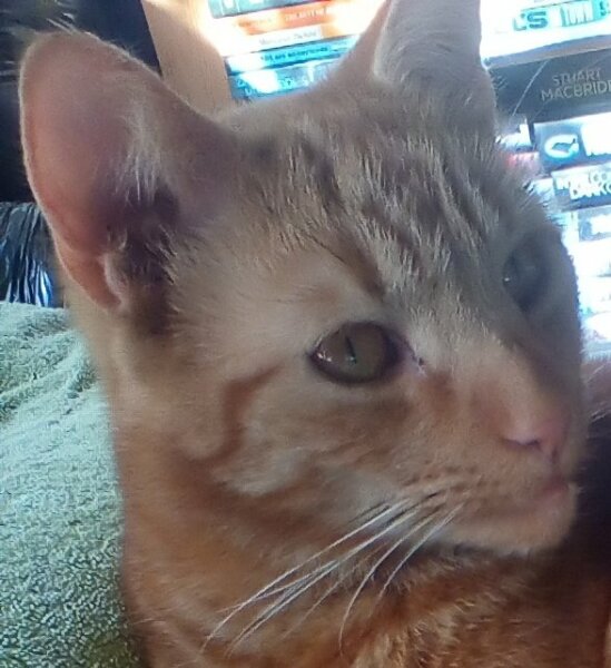 Cat dental extraction - reassure me please!