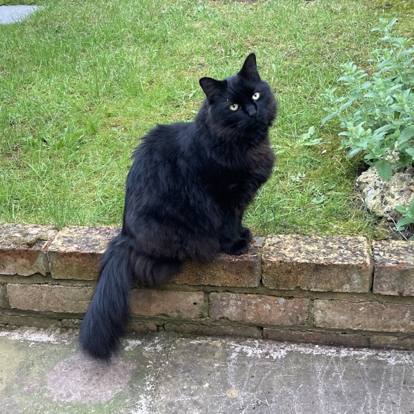 The One where TC moved to Scotland and joined the Excellent Cats