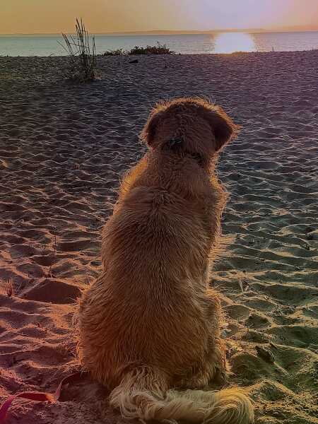 Share Your Dog Stories and Photos! 🐾 Chance to Win £100!