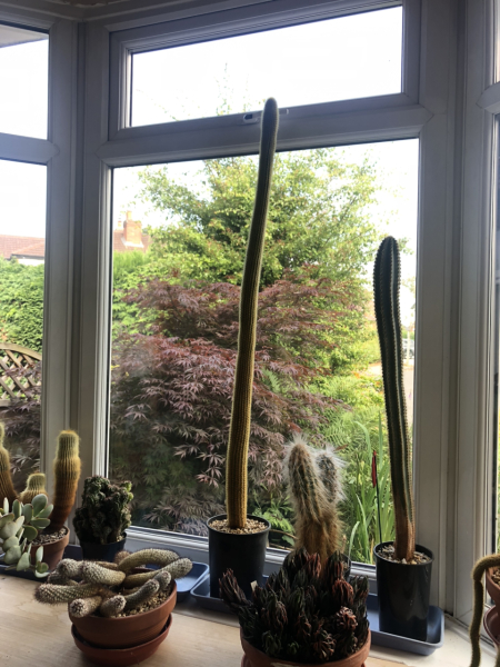 What have you done in the garden today? Part 5