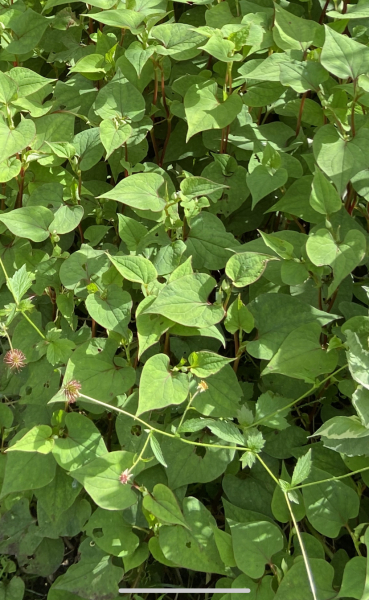 Is this a dangerous plant/any ideas on what it is?