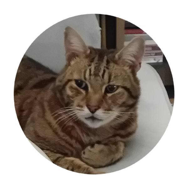 The One where TC moved to Scotland and joined the Excellent Cats