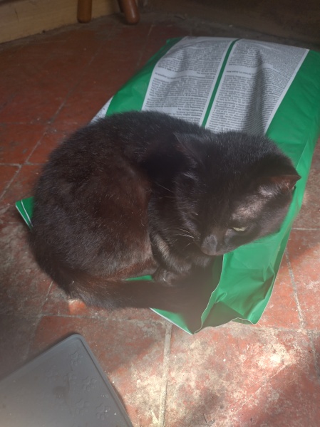 The One where TC moved to Scotland and joined the Excellent Cats