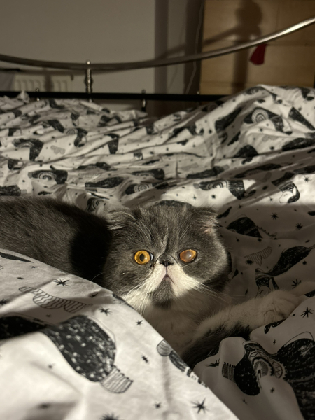 Do you speak 'cat'?