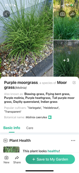 What is this plant?