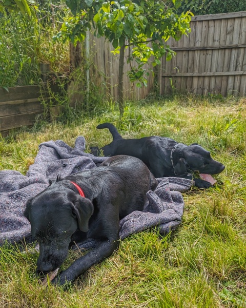 Puppy Survival Thread for New and Old Pups - Spring is around the corner!