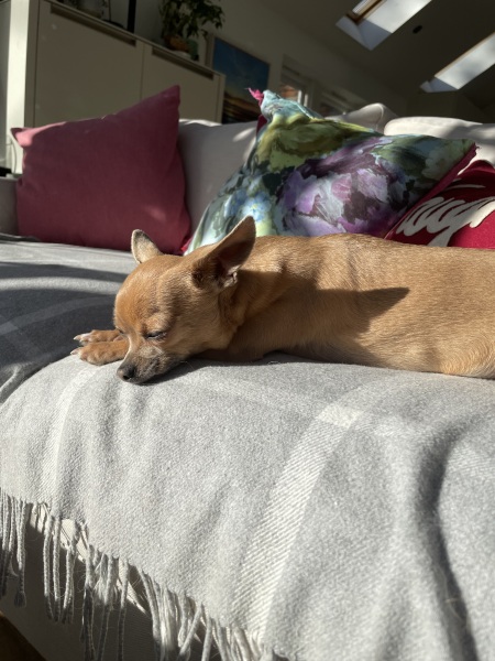 Please tell me about your chihuahua, the good and the bad!