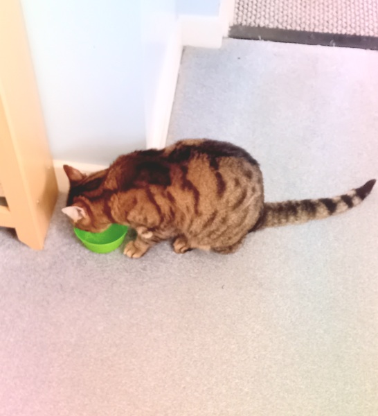 The One where TC moved to Scotland and joined the Excellent Cats