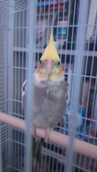 Talk to me about cockatiels