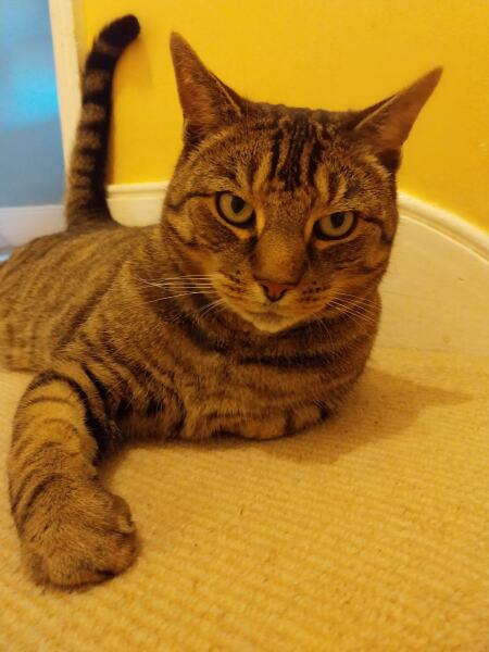 Thread 51 Sunak: A William Hill to die on