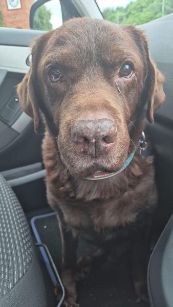sudden loss of our chunky chocolate boy