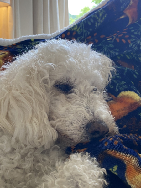 favourite thing your dog does?