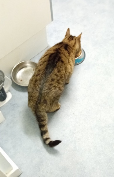 The One where TC moved to Scotland and joined the Excellent Cats