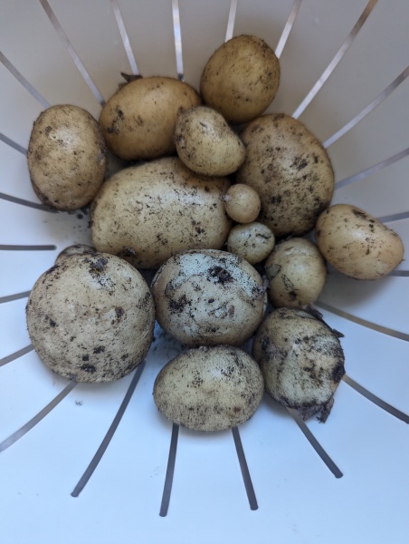 The Vegetable Patch 2024/2025
