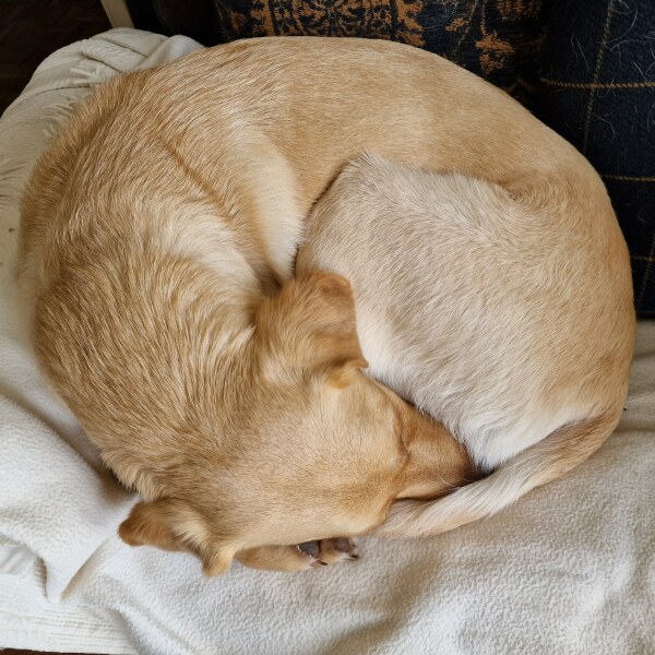 Rehoming our dog and telling children