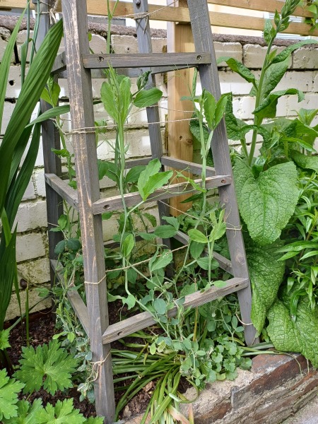Is there any hope for my sweetpeas?
