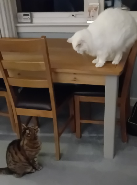 The One where TC moved to Scotland and joined the Excellent Cats