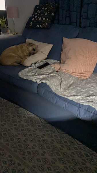 Thread 51 Sunak: A William Hill to die on