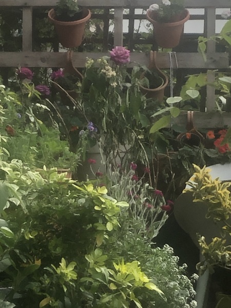 Help! Hydrangea Emilie menopause rescue please