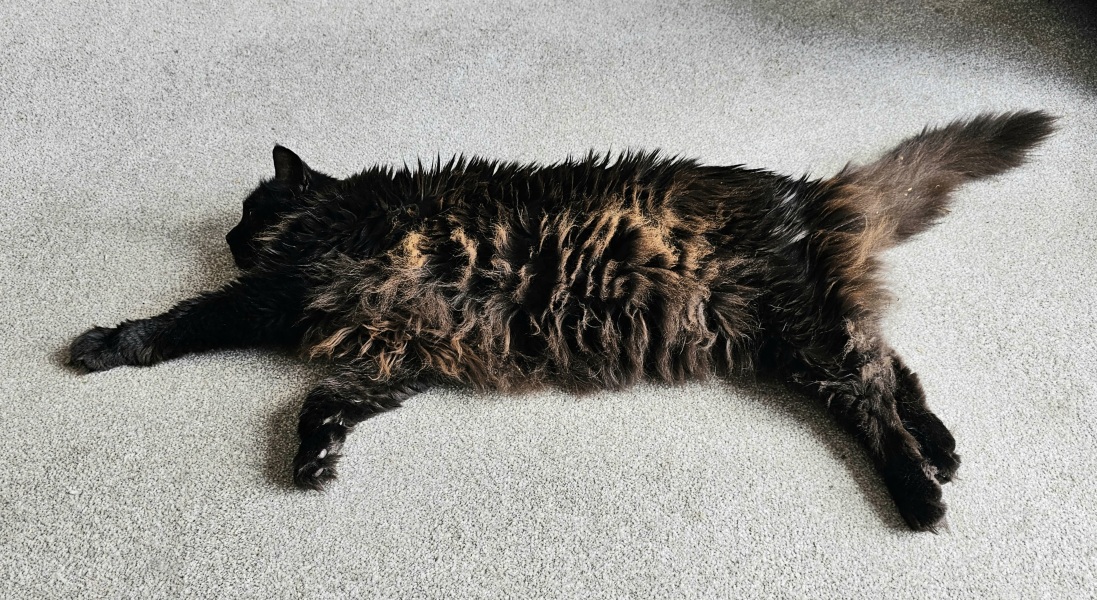 The One where TC moved to Scotland and joined the Excellent Cats