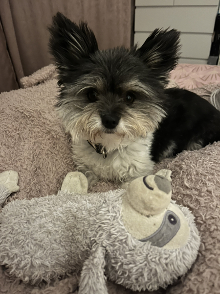 Need Help Finding Replacement Dog Toy