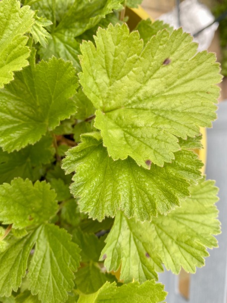 Small dark spots on geums