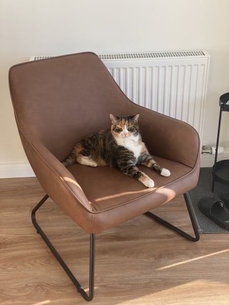 New-ish senior rescue cat and holiday